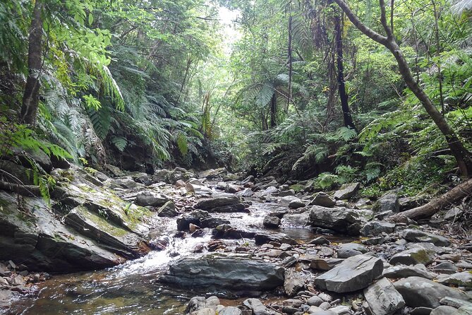 Jungle River Trek: Private Tour in Yanbaru, North Okinawa - Booking Information