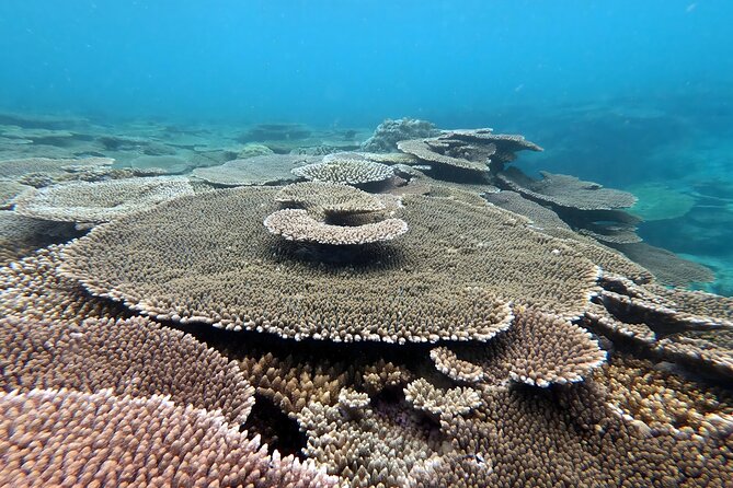 Kayak & Snorkel: Private Tour in Yanbaru, North Okinawa - Cancellation Policy