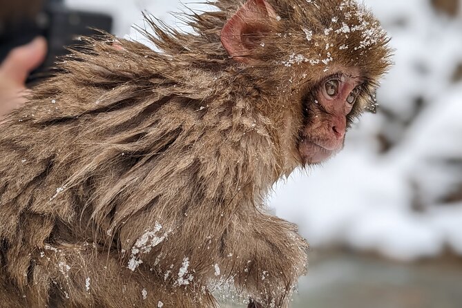 Nagano Snow Monkey 1 Day Tour With Beef Sukiyaki Lunch From Tokyo - Booking Information