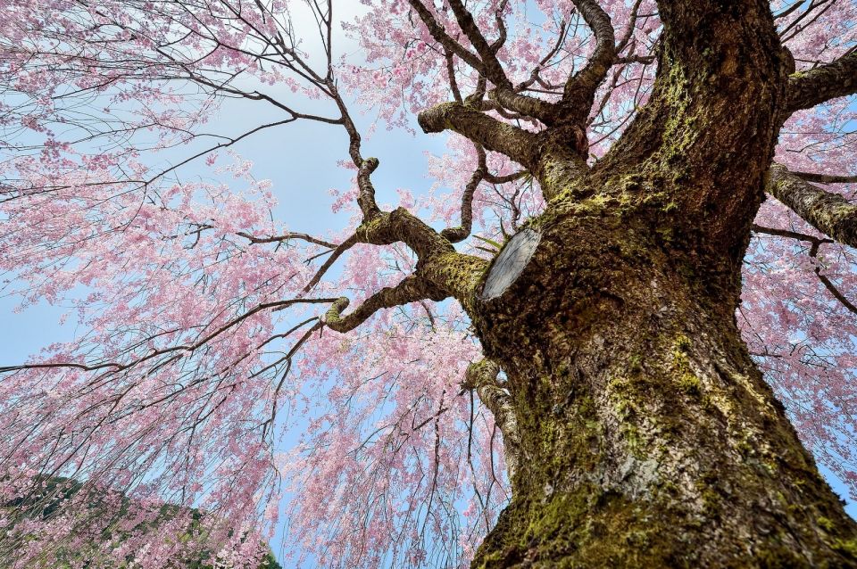 Sakura in Tokyo: Cherry Blossom Experience - Capturing the Beauty of Cherry Blossoms in Tokyo