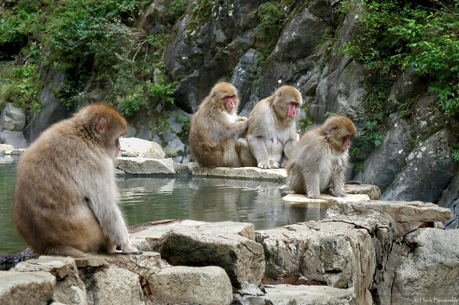 1-Day Private Snow Monkey ZenkoJi Temple & SakeTasting NaganoTour - Common questions