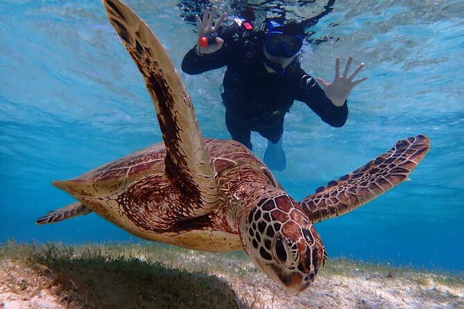 [Okinawa Miyako] Swim in the Shining Sea! Sea Turtle Snorkeling - Reservation Options and Helpful Links