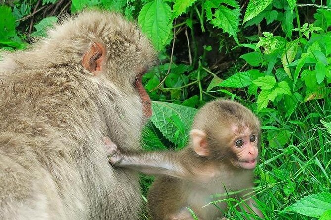 1-Day Private Snow Monkey ZenkoJi Temple & SakeTasting NaganoTour - Last Words