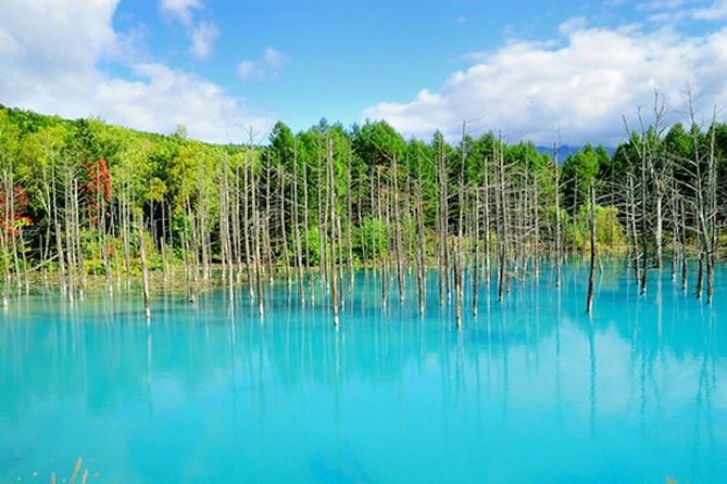 A Relaxing Day for Furano, Biei Blue Pond& Local Curry Lunch in Hokkaido! - Common questions