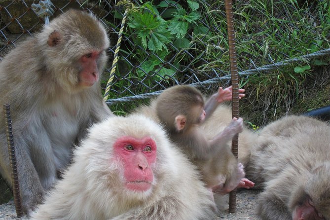 Explore Jigokudani Snow Monkey Park With a Knowledgeable Local Guide - Common questions