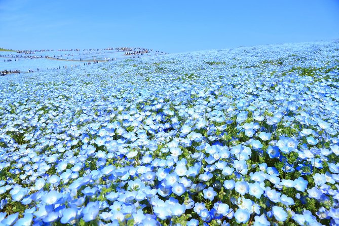 Hitachi National Seaside Park`s Flowers & Ashikaga Flower Park - Additional Information
