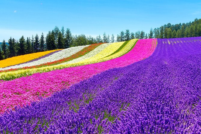 Hokkaido Highlights of Flower Blossom, Asahiyama Zoo & Blue Pond "Aoi-ike"! - Price and Booking Information