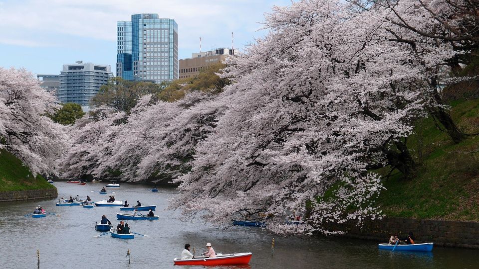 Sakura in Tokyo: Cherry Blossom Experience - Common questions