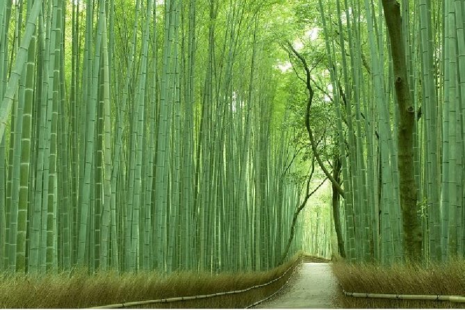 Kyoto Sagano Bamboo Grove & Arashiyama Walking Tour - Key Points