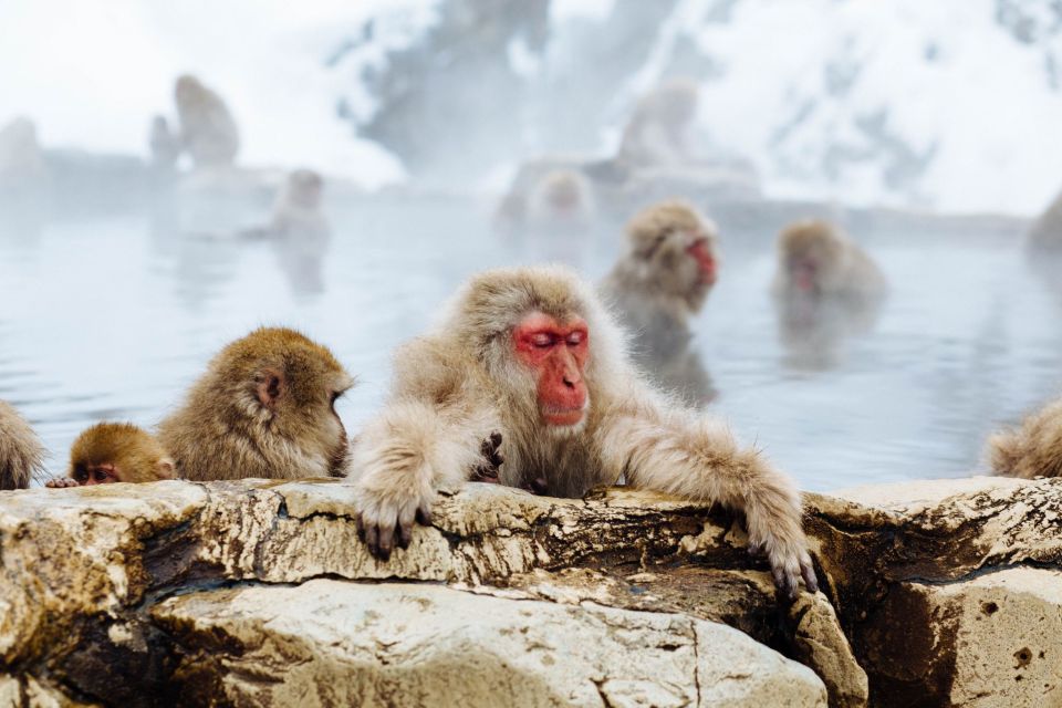Private Roundtrip Transport: To/From Snow Monkey Park - Good To Know