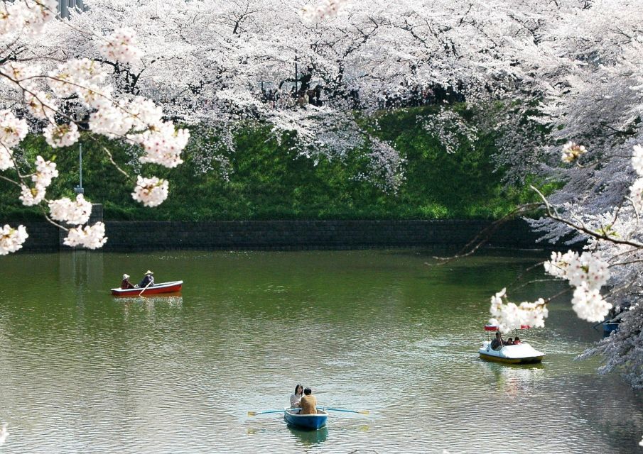 Sakura in Tokyo: Cherry Blossom Experience - Good To Know
